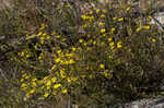 Maryland goldenaster